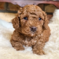 Django – F1b, golden Cavapoo for sale