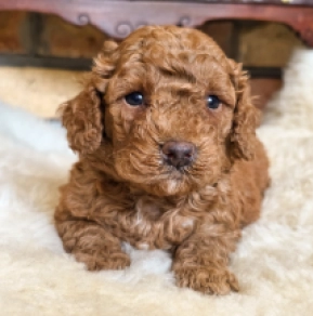 Cavapoo puppy for sale