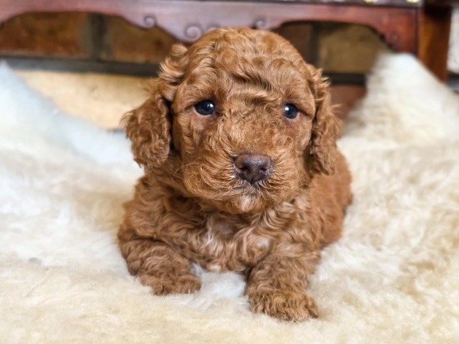 Cavapoo puppy for sale