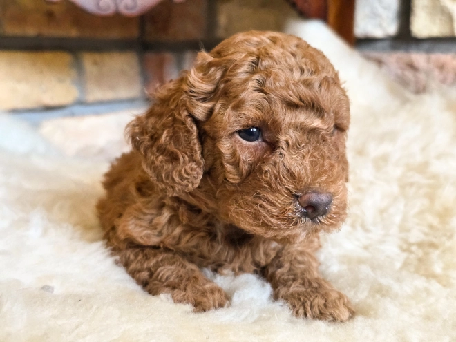 Cavapoo puppy for sale