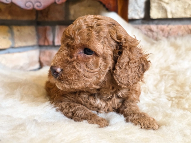 Cavapoo puppy for sale
