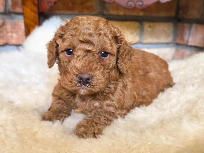 Cavapoo puppy for sale