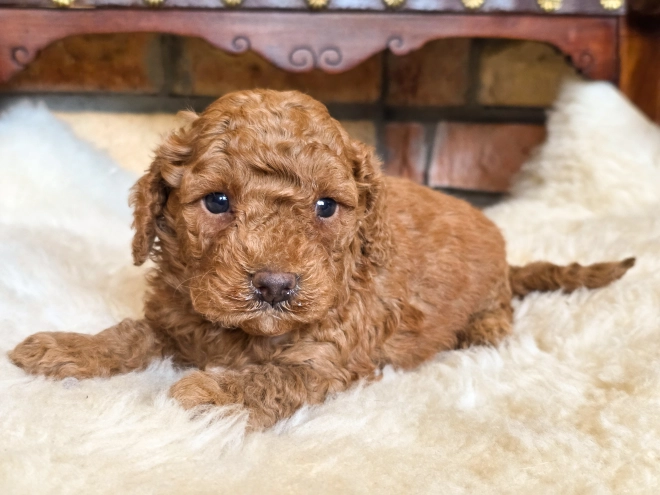 Cavapoo puppy for sale