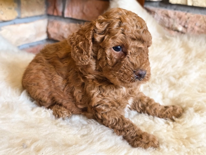 Cavapoo puppy for sale