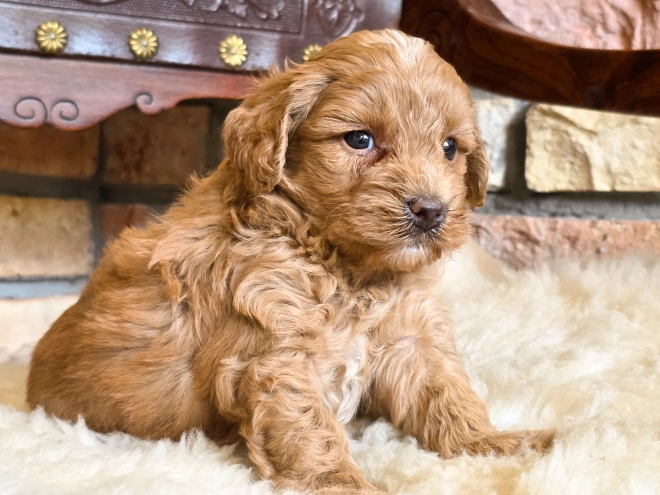 Cavapoo puppy for sale