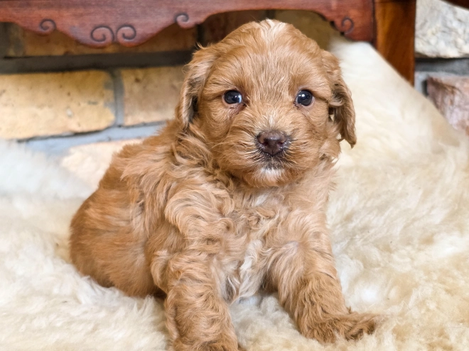 Cavapoo puppy for sale