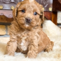 Dobey – F1b, golden Cavapoo for sale
