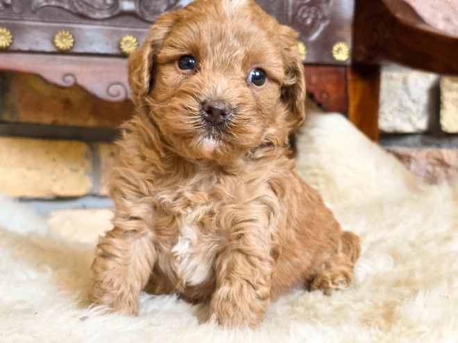 Cavapoo puppy for sale