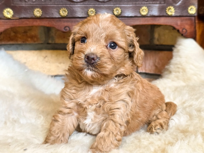 Cavapoo puppy for sale