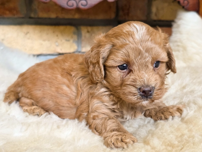 Cavapoo puppy for sale