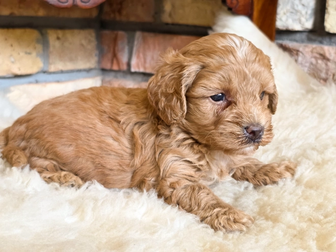 Cavapoo puppy for sale