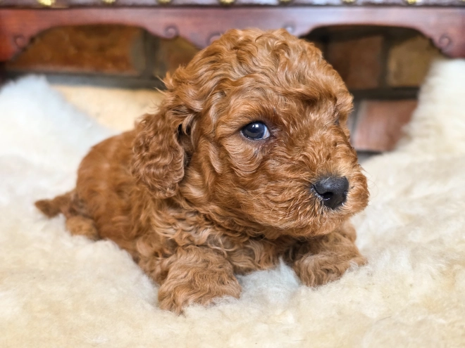 Cavapoo puppy for sale