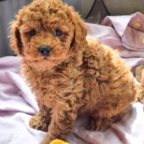 Dougles – F1b, golden Cavapoo Welpen kaufen