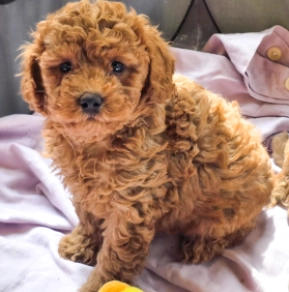 Dougles – F1b, golden Cavapoo Welpen kaufen