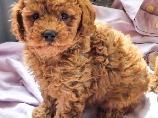 Cavapoo Welpe kaufen