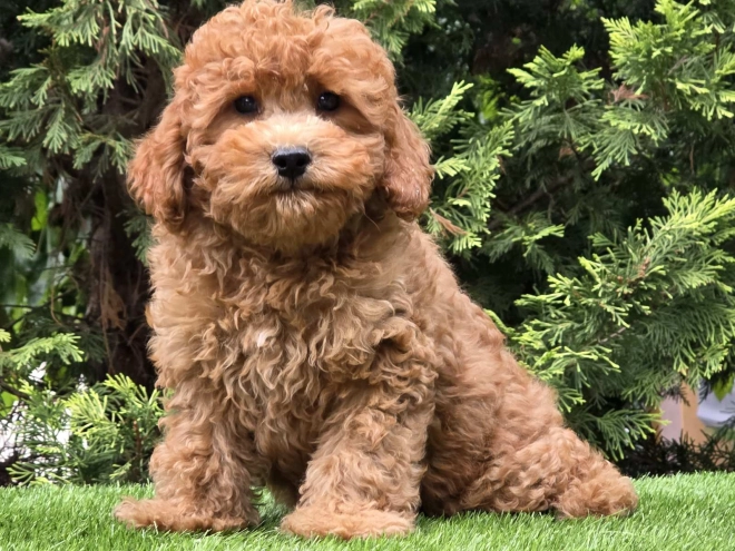 Cavapoo Welpe kaufen