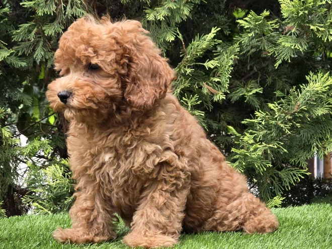 Cavapoo Welpe kaufen