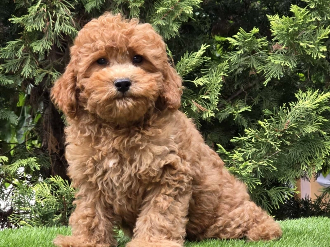 Cavapoo Welpe kaufen