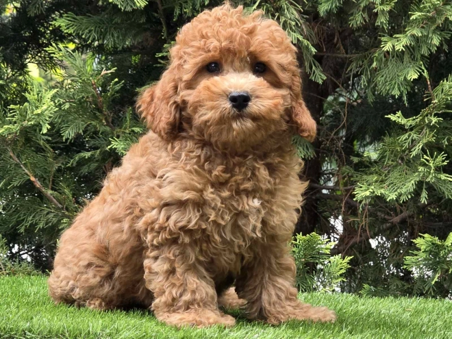 Cavapoo Welpe kaufen