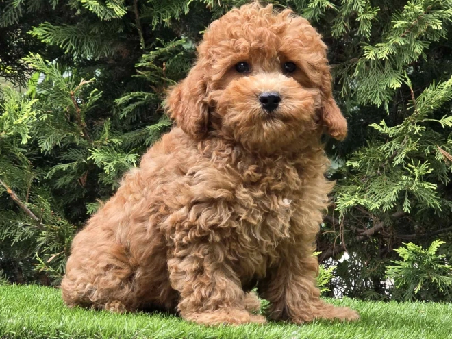 Cavapoo Welpe kaufen