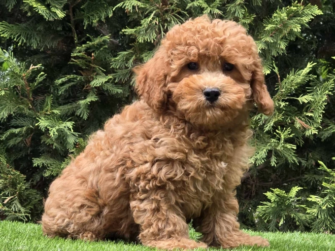 Cavapoo Welpe kaufen