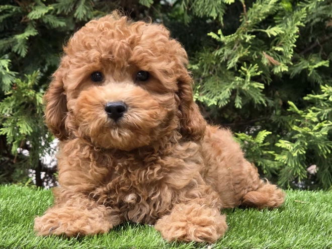 Cavapoo Welpe kaufen
