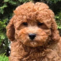 Dougles – F1b, golden Cavapoo en venta