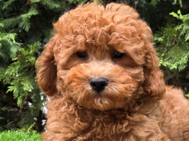 Cavapoo Welpe kaufen