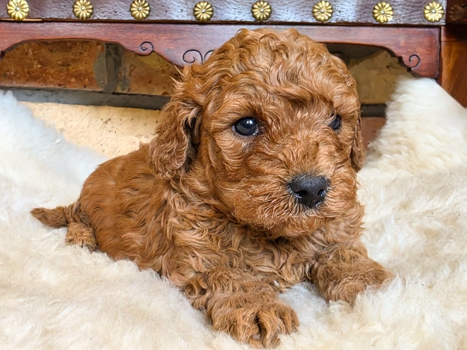 Cavapoo puppy for sale