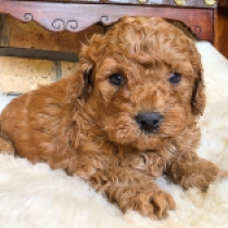 Dougles – F1b, golden Cavapoo for sale