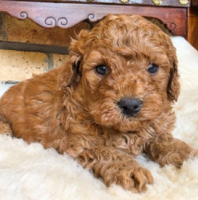 Cavapoo puppy for sale