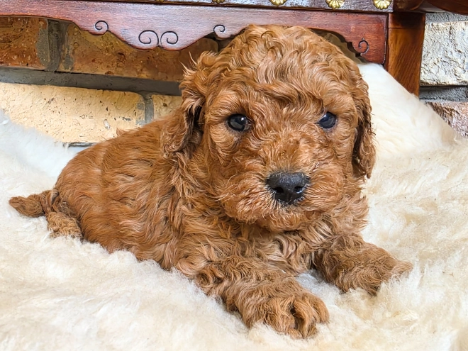 Cavapoo puppy for sale