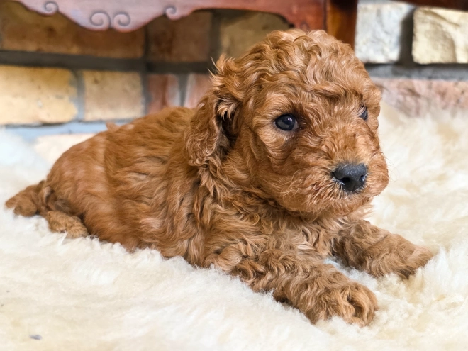Cavapoo puppy for sale