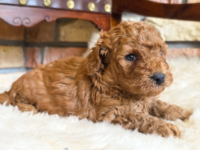 Cavapoo puppy for sale