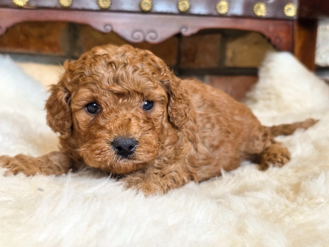 Cavapoo puppy for sale