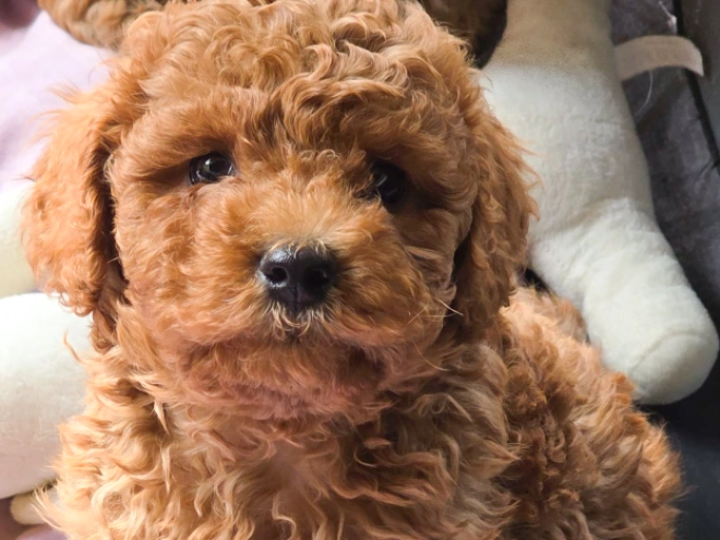 Cavapoo Welpe kaufen