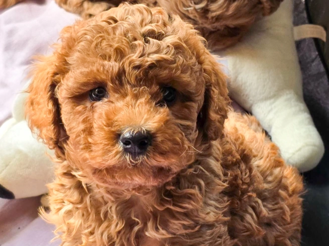 Cavapoo Welpe kaufen