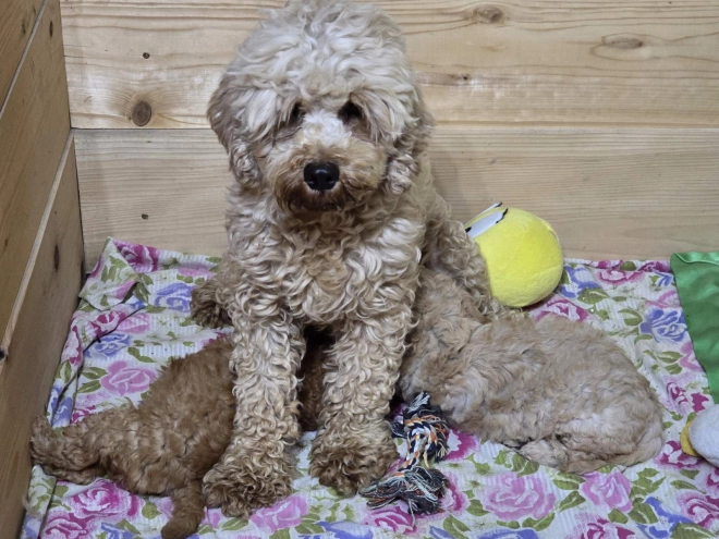 Cavapoo Welpe kaufen