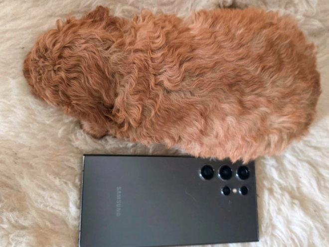 Cavapoo Welpe kaufen