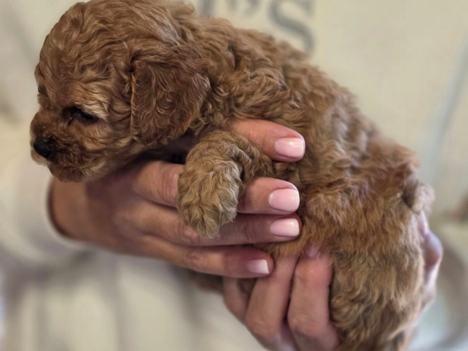 Cavapoo Welpe kaufen