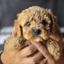 Babyface – F1b, red Cavapoo Welpen kaufen