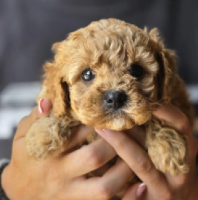 Cavapoo Welpe kaufen