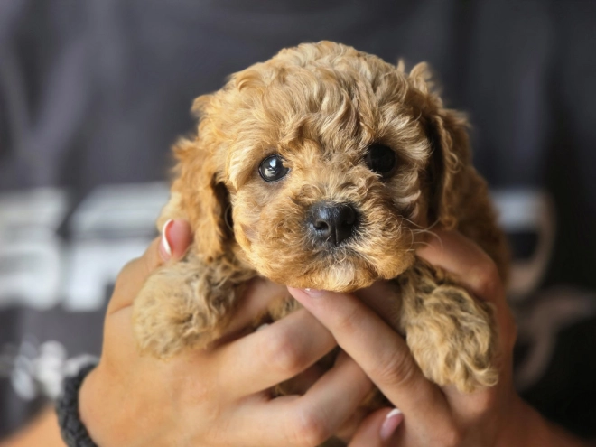 Cavapoo Welpe kaufen