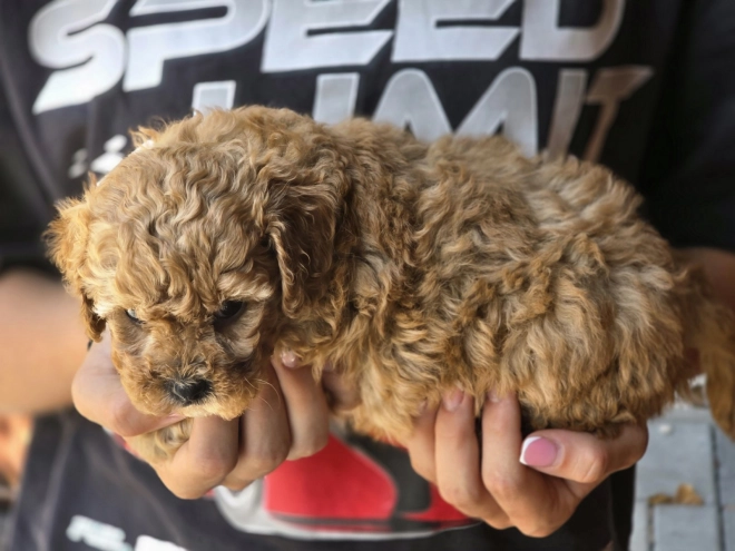 Cavapoo Welpe kaufen
