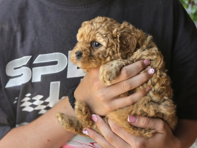 Cavapoo Welpe kaufen