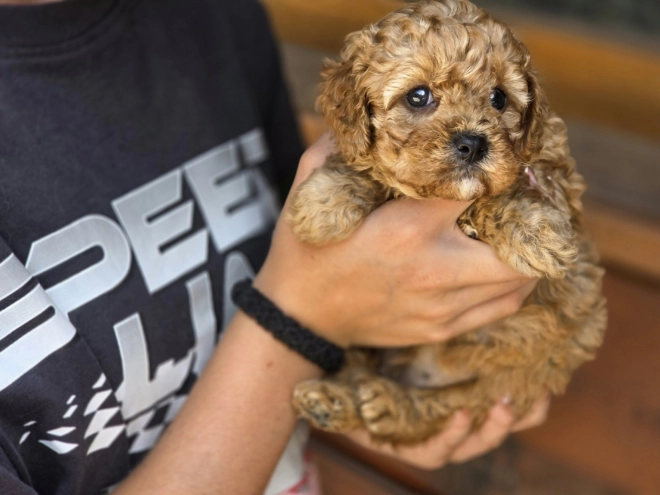 Cavapoo Welpe kaufen