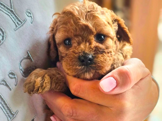 Cavapoo Welpe kaufen