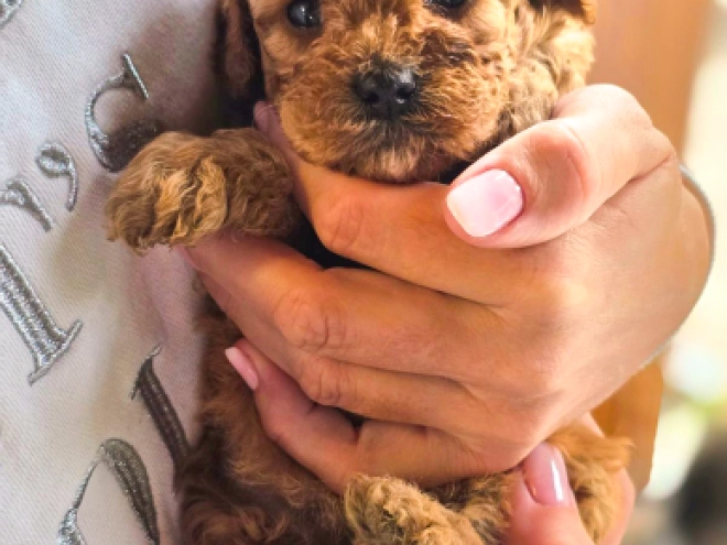Cavapoo Welpe kaufen