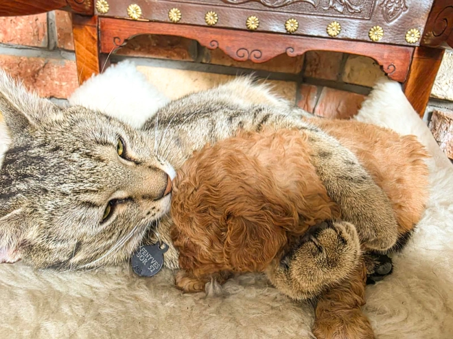 Cavapoo Welpe kaufen