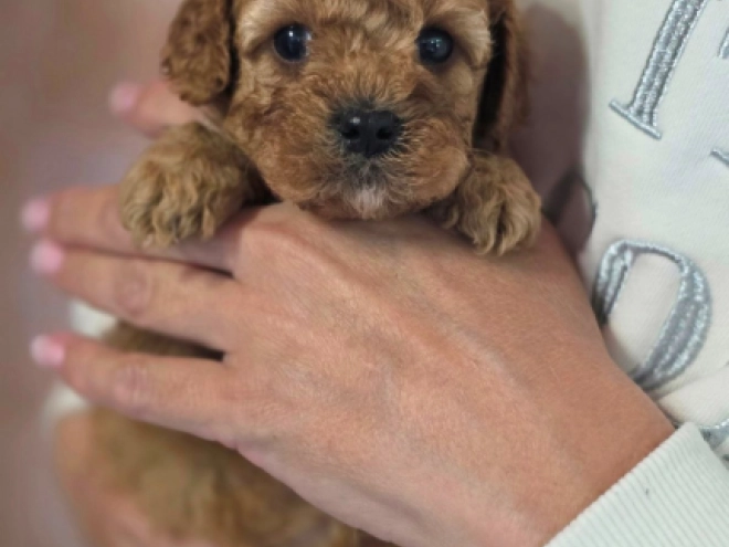 Cavapoo Welpe kaufen